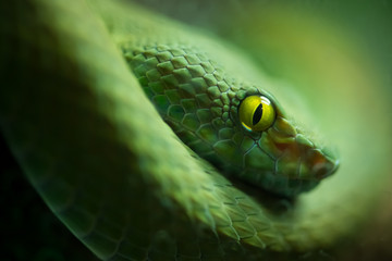 close up of green snake  - 336521226