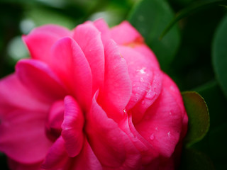 Fototapeta na wymiar pink camellia