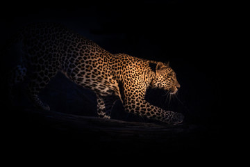 Fototapeta na wymiar portrait of hunting leopard on a tree at night
