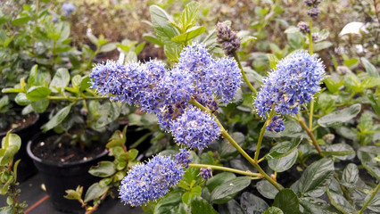 Ceanothus griseus 'Yankee Point'