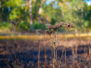 dry grass in a field