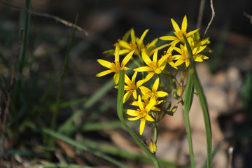 Yellow star of Bethlehem (Gagea lutea) early spring flower, a flowering plant in the family...
