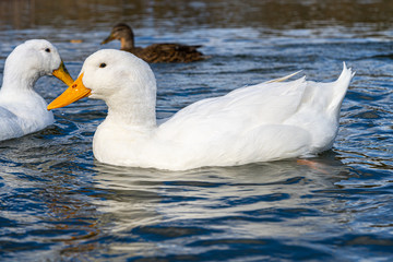 Large white heavy American Aylesbury peking pekin ducks water level close up view. Donald Duck look a-likes