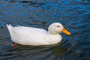 Large white heavy American Aylesbury peking pekin ducks water level close up view. Donald Duck look a-likes