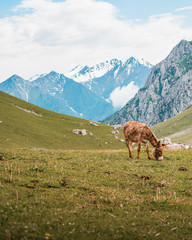 Fototapeta premium doneky in the mountains of kyrgyzstan