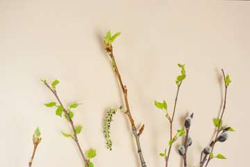 Branches with freshly blossomed leaves on a light pastel background. Spring concept. Minimalism, flat lay, top view, copyspace.