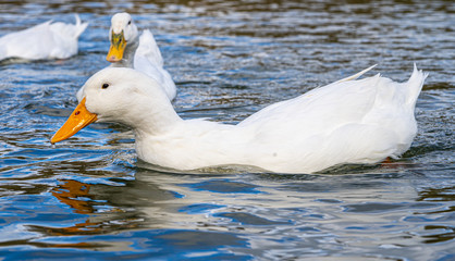 Large white heavy American Aylesbury peking pekin ducks water level close up view. Donald Duck look a-likes