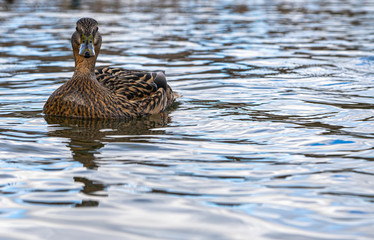 Close up water level view of male female mallard duck on lake