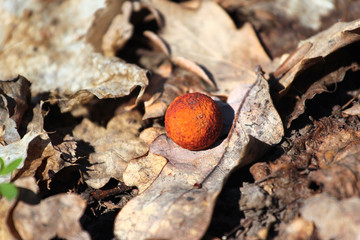 Galls on dry oak leaf