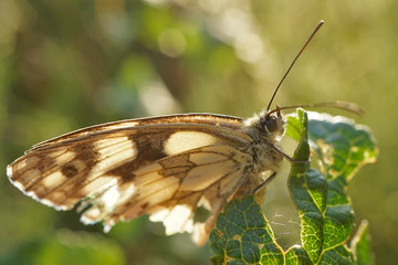 Nahansicht eines Schachbrettfalters