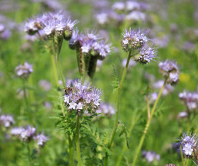 Bees and bumblebees pollinate phacelia flowers. purple phacelia flower with bees and bumblebees