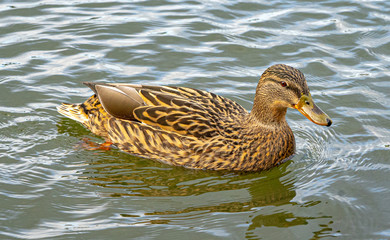 Close up water level view of male female mallard duck on lake
