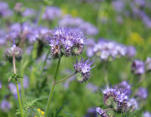 Bees and bumblebees pollinate phacelia flowers. purple phacelia flower with bees and bumblebees