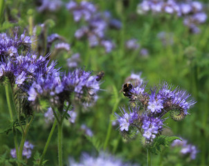 Bees and bumblebees pollinate phacelia flowers. purple phacelia flower with bees and bumblebees