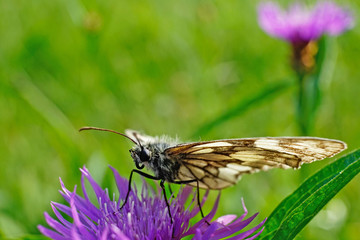 Nahansicht eines Schachbrettfalters