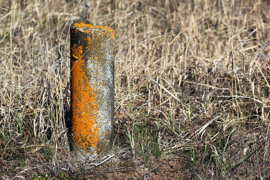Candelariella, a genus of yellow or ochre crustose or squamulose lichens in the family Lecanoraceae. Common names are yolk, eggyolk or goldspeck lichen.