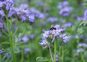 Bees and bumblebees pollinate phacelia flowers. purple phacelia flower with bees and bumblebees