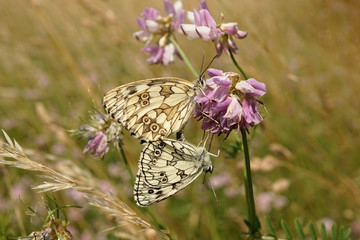 Zwei Schachbrettfalter bei der Paarung