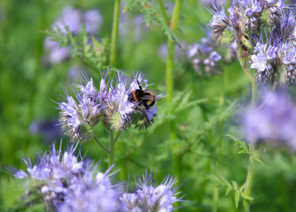 Bees and bumblebees pollinate phacelia flowers. purple phacelia flower with bees and bumblebees