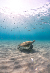 Green sea turtle swimming in crystal clear waters in the Caribbean seas off the coast of Curacao.