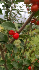 Cotoneaster simonsii