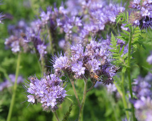 Bees and bumblebees pollinate phacelia flowers. purple phacelia flower with bees and bumblebees