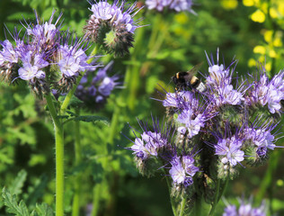 Bees and bumblebees pollinate phacelia flowers. purple phacelia flower with bees and bumblebees