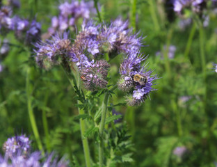 Purple phacelia flowers are pollinated by bees