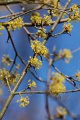 spring flowers on a dogwood bush