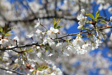 Cherry Blossom in Tokyo Japan