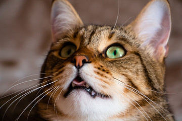 playful cat with green eyes saw a new object of attack