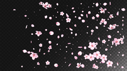 Nice Sakura Blossom Isolated Vector. Summer Showering 3d Petals Wedding Texture. Japanese Style Flowers Wallpaper. Valentine, Mother's Day Feminine Nice Sakura Blossom Isolated on Black