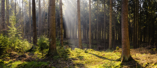 Waldlandschaft im Teutoburger Wald im Frühling, Warburg, Deutschland