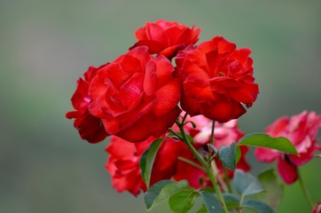 Red rose flowers