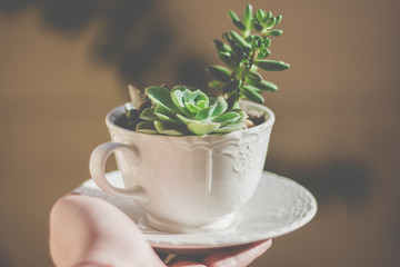 Succulents in close up indoors