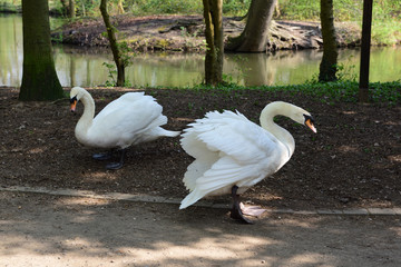 höckerschwan