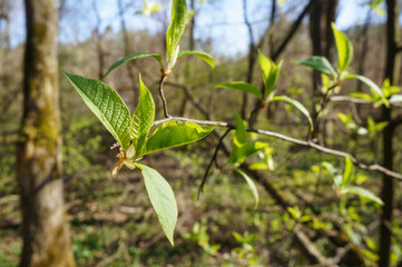 A thin branch with young leaves blooms over the river as a symbol of spring and rebirth. Blurred background.