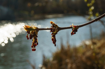 A thin branch with young leaves blooms over the river as a symbol of spring and rebirth. Blurred background.
