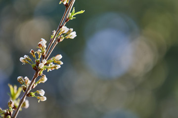 A blooming Apple tree (Malus domestica) at sunset on a blurred pastel background with copy space.