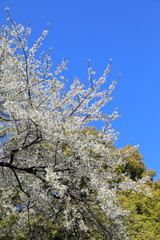 Cherry Blossom in Tokyo Japan