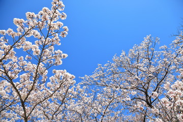 Cherry Blossom in Tokyo Japan