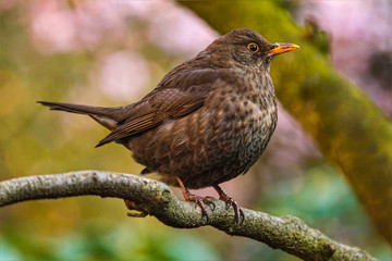 Bird on a Branch