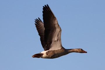 Flying greylag goose on blue sky free and detailed feathers