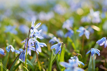 The Alpine squill (Scilla bifolia) purple blue flower searching for sunlight in a meadow at spring...