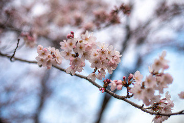 桜