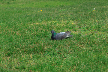 Dove sits on a green lawn