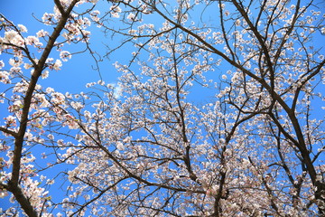 Cherry Blossom in Tokyo Japan