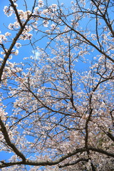 Cherry Blossom in Tokyo Japan