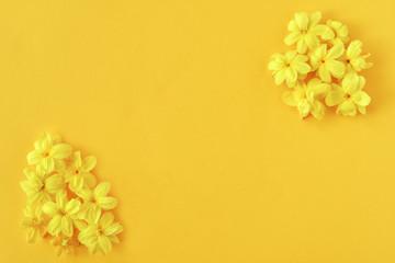 Spring floral composition made of fresh yellow flowers on yellow background. Festive flower concept.