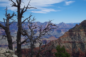 Fototapeta na wymiar Pejzaż górski USA Utah z uschniętym drzewem 12